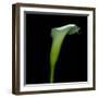 White Calla Lilly-Magda Indigo-Framed Photographic Print