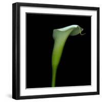 White Calla Lilly-Magda Indigo-Framed Photographic Print