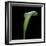 White Calla Lilly-Magda Indigo-Framed Photographic Print