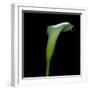 White Calla Lilly-Magda Indigo-Framed Photographic Print