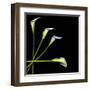 White Calla Lily 2-Magda Indigo-Framed Premium Photographic Print