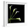 White Calla Lily 2-Magda Indigo-Framed Premium Photographic Print