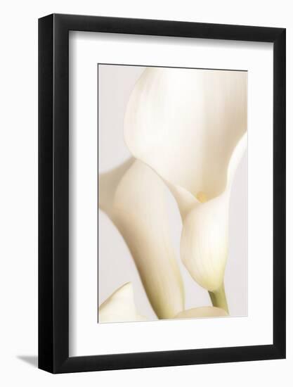 White Calla Lily No 2-1x Studio III-Framed Photographic Print