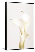 White Calla Lily No 3-1x Studio III-Framed Stretched Canvas