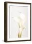 White Calla Lily No 3-1x Studio III-Framed Photographic Print