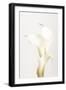 White Calla Lily No 3-1x Studio III-Framed Photographic Print