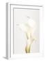 White Calla Lily No 3-1x Studio III-Framed Photographic Print