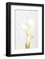 White Calla Lily No 3-1x Studio III-Framed Photographic Print