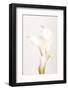 White Calla Lily No 3-1x Studio III-Framed Photographic Print