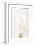 White Calla Lily No 3-1x Studio III-Framed Photographic Print