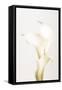 White Calla Lily No 3-1x Studio III-Framed Stretched Canvas