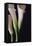 White Callas I-Monika Burkhart-Framed Stretched Canvas