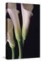 White Callas I-Monika Burkhart-Stretched Canvas