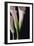 White Callas I-Monika Burkhart-Framed Photographic Print