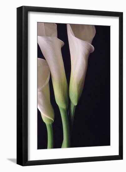 White Callas I-Monika Burkhart-Framed Photographic Print