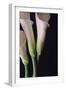 White Callas I-Monika Burkhart-Framed Photographic Print