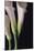 White Callas I-Monika Burkhart-Mounted Photographic Print