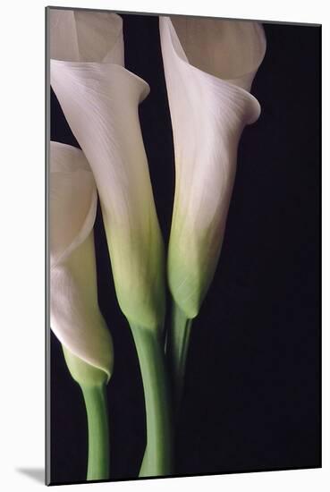 White Callas I-Monika Burkhart-Mounted Photographic Print