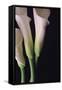 White Callas I-Monika Burkhart-Framed Stretched Canvas