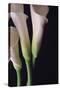 White Callas I-Monika Burkhart-Stretched Canvas