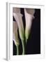 White Callas I-Monika Burkhart-Framed Photographic Print