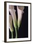 White Callas I-Monika Burkhart-Framed Photographic Print