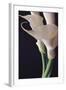 White Callas II-Monika Burkhart-Framed Photographic Print