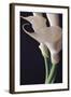 White Callas II-Monika Burkhart-Framed Photographic Print