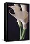 White Callas II-Monika Burkhart-Framed Stretched Canvas