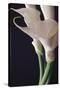 White Callas II-Monika Burkhart-Stretched Canvas