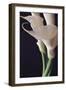 White Callas II-Monika Burkhart-Framed Photographic Print