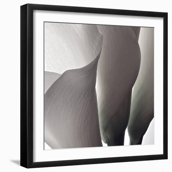 White Callas III-Monika Burkhart-Framed Photographic Print