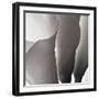 White Callas III-Monika Burkhart-Framed Photographic Print