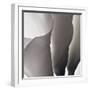 White Callas III-Monika Burkhart-Framed Photographic Print