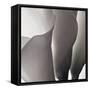 White Callas III-Monika Burkhart-Framed Stretched Canvas