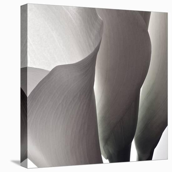 White Callas III-Monika Burkhart-Stretched Canvas