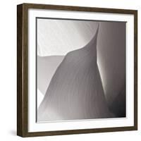 White Callas IV-Monika Burkhart-Framed Photographic Print