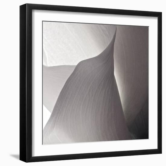 White Callas IV-Monika Burkhart-Framed Photographic Print