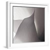 White Callas IV-Monika Burkhart-Framed Photographic Print