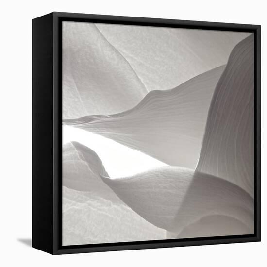 White Callas VI-Monika Burkhart-Framed Stretched Canvas