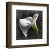 White Callas-null-Framed Art Print