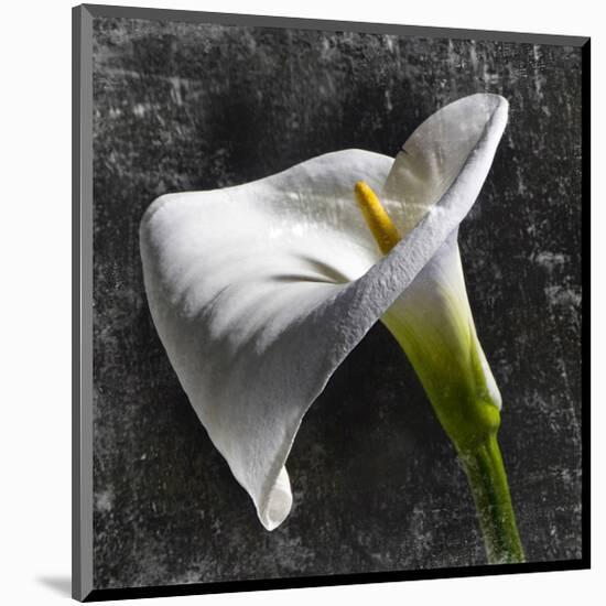 White Callas-null-Mounted Art Print