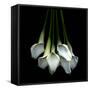 White Callas-Magda Indigo-Framed Stretched Canvas