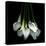 White Callas-Magda Indigo-Stretched Canvas