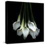 White Callas-Magda Indigo-Stretched Canvas