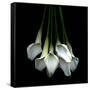 White Callas-Magda Indigo-Framed Stretched Canvas