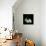 White Callas-Magda Indigo-Premium Photographic Print displayed on a wall