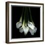 White Callas-Magda Indigo-Framed Premium Photographic Print