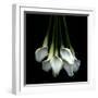 White Callas-Magda Indigo-Framed Premium Photographic Print