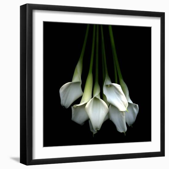 White Callas-Magda Indigo-Framed Photographic Print